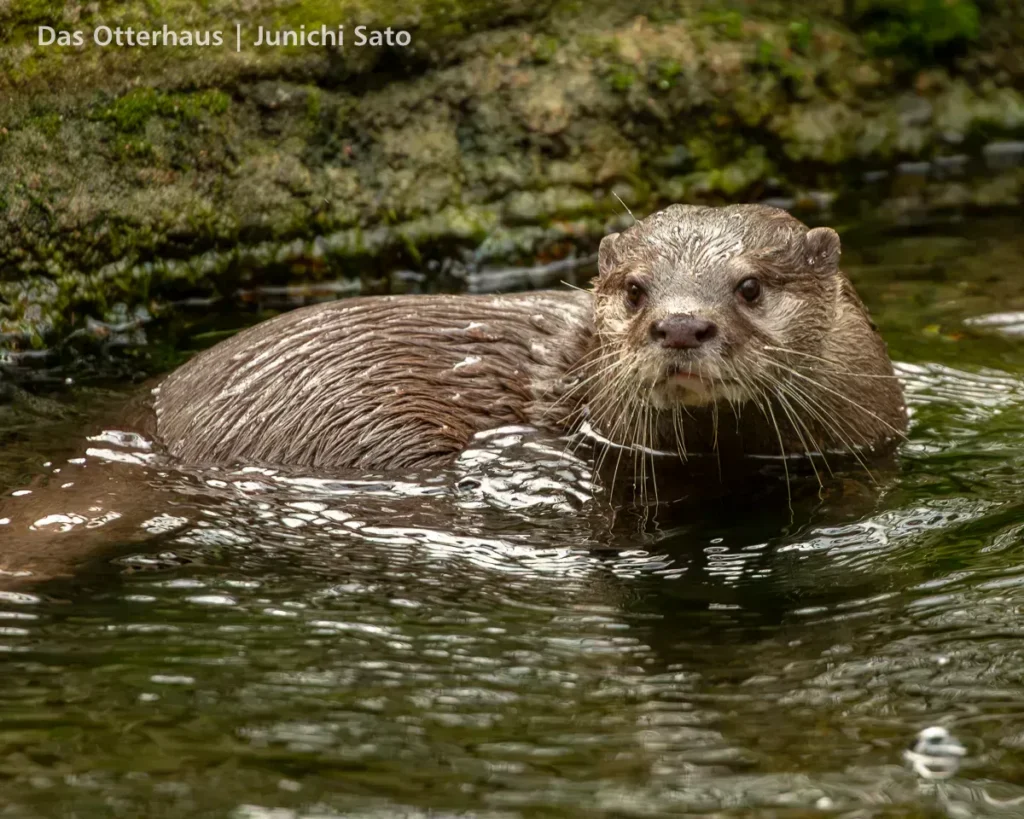 カワウソ異種混合展示の光と影 40 カワウソ異種混合展示の光と影 photo 39