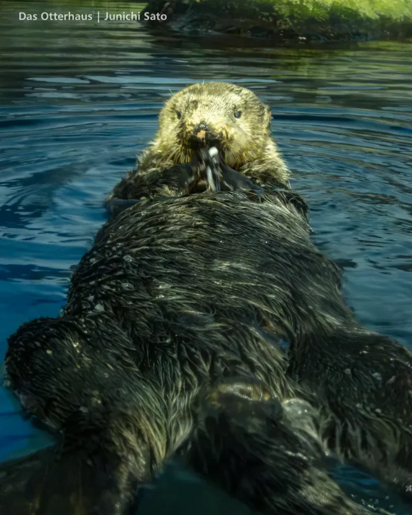 ヨツバとレベッカの頃・のとじま水族館 1707 photo 6