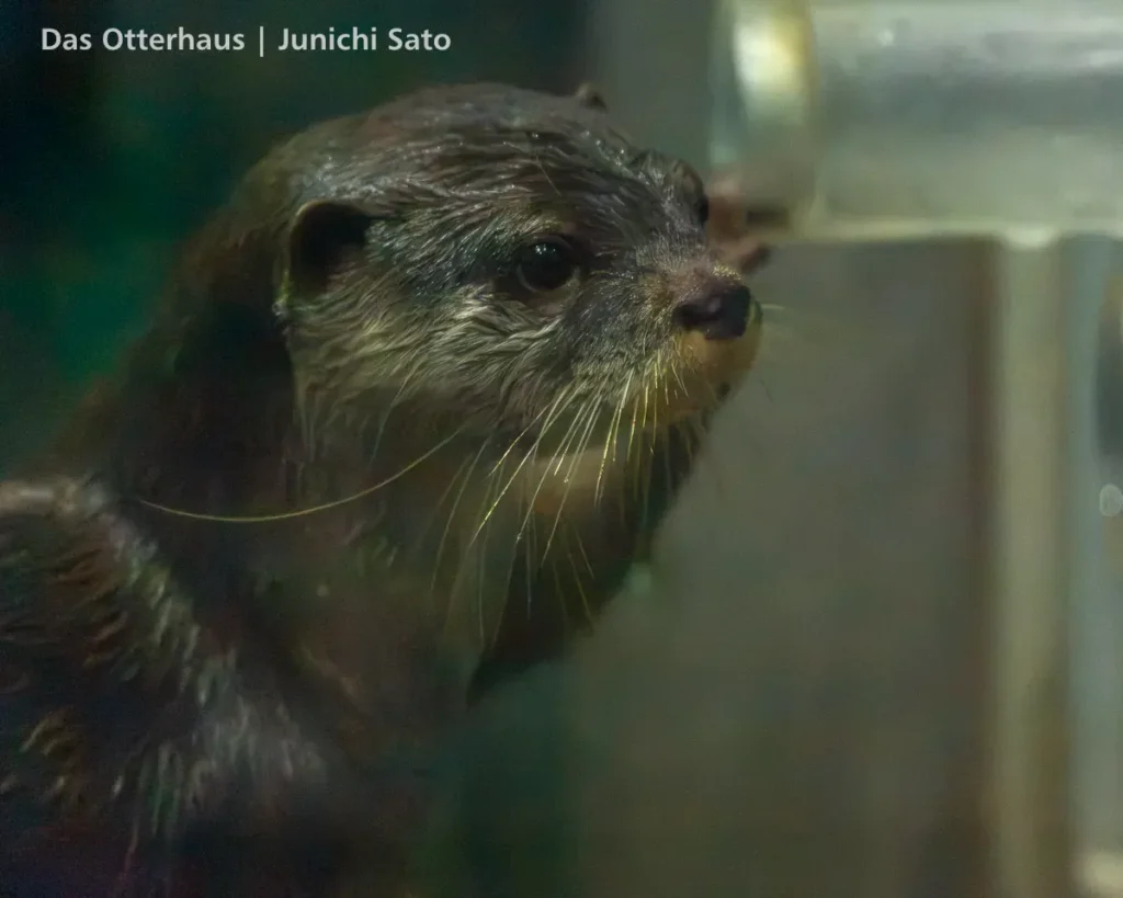 ヨツバとレベッカの頃・のとじま水族館 1707 photo 7