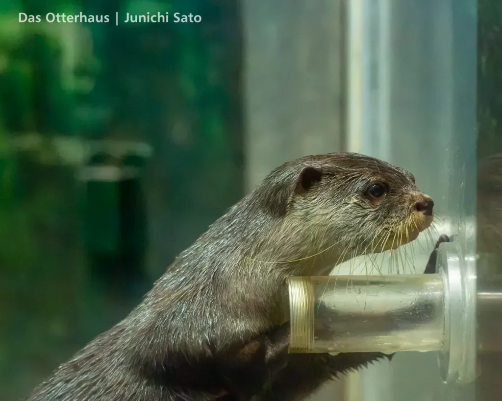 ヨツバとレベッカの頃・のとじま水族館 1707 photo 8