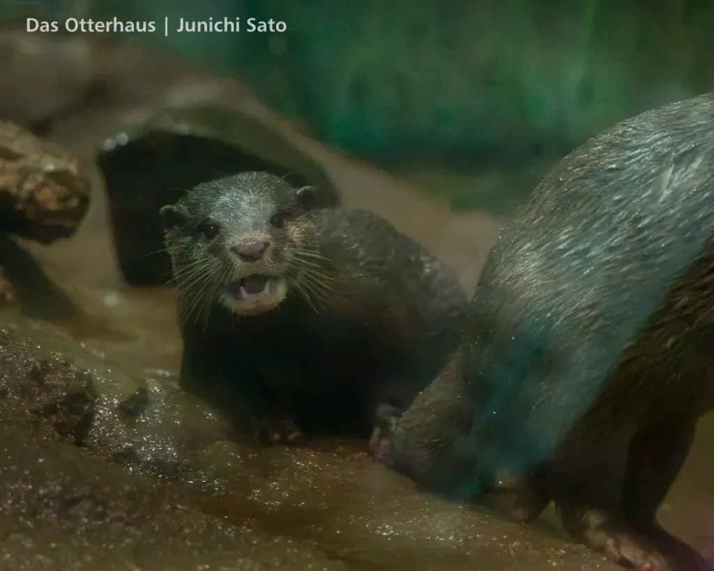 ヨツバとレベッカの頃・のとじま水族館 1707 photo 9