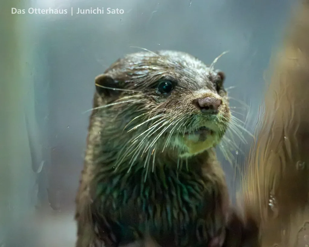 ヨツバとレベッカの頃・のとじま水族館 1707 photo 10