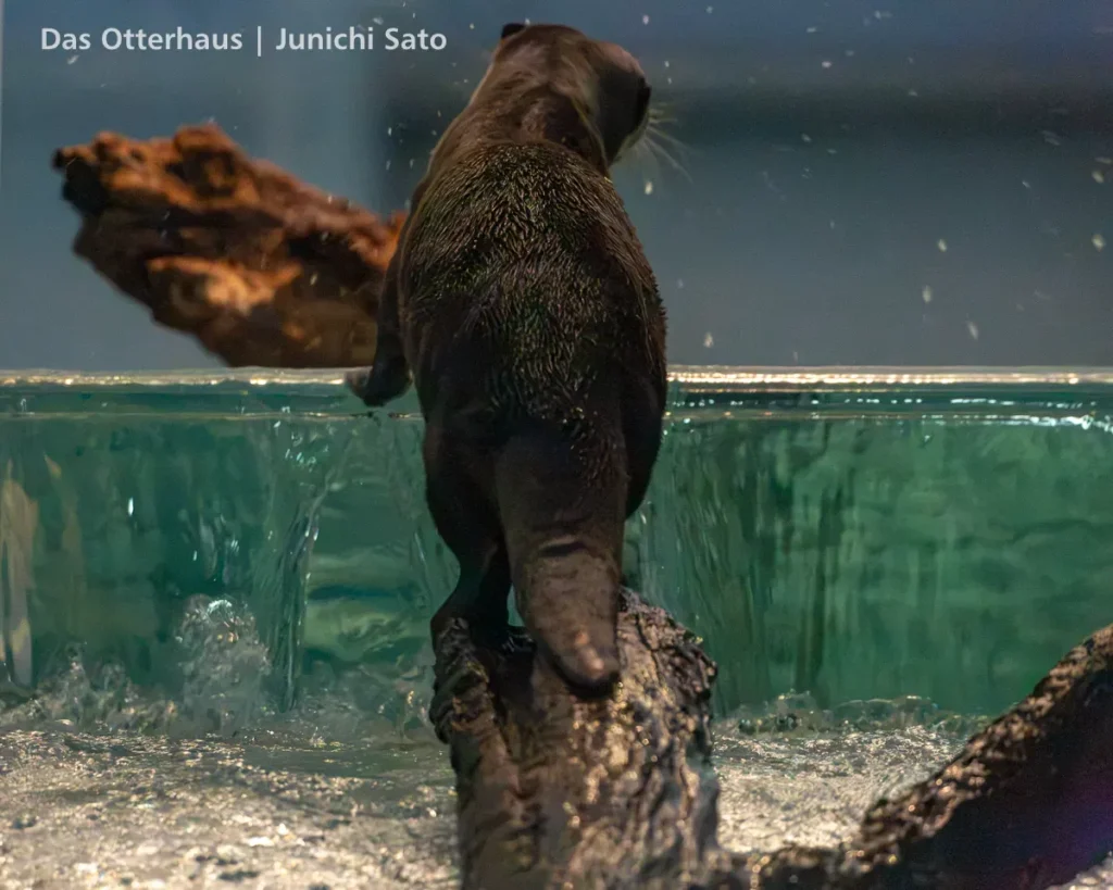 ヨツバとレベッカの頃・のとじま水族館 1707 photo 12