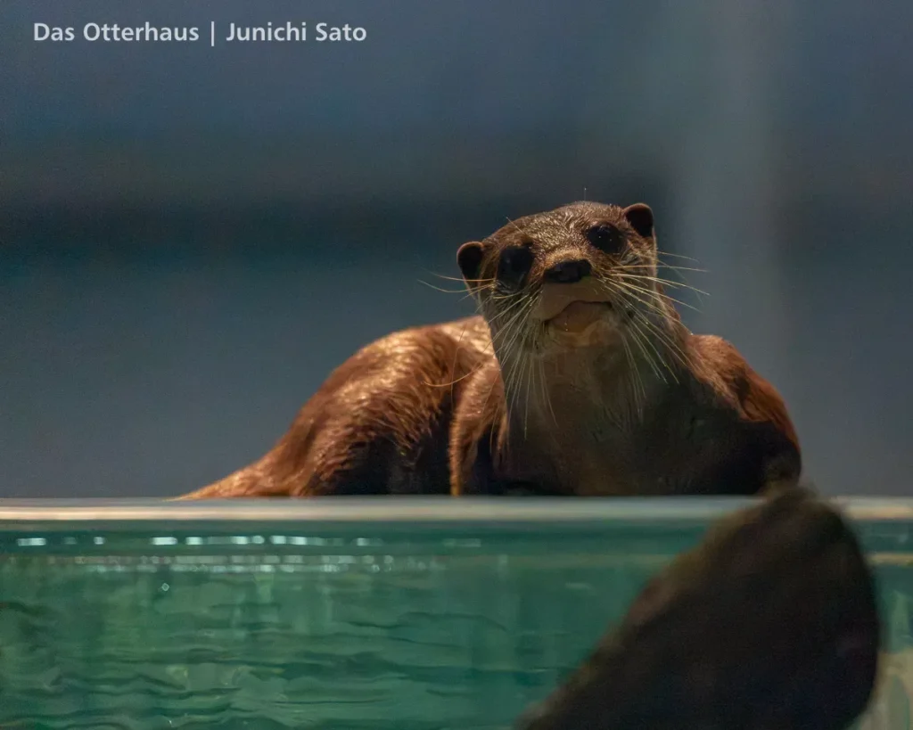 ヨツバとレベッカの頃・のとじま水族館 1707 photo 13