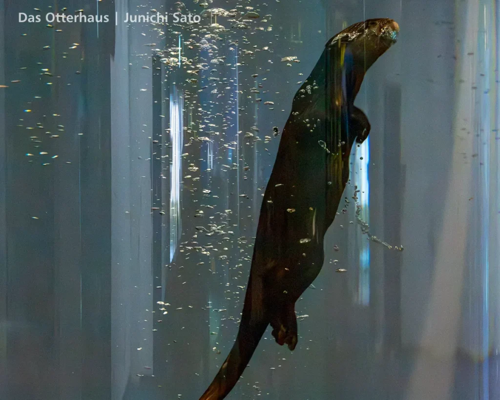 ヨツバとレベッカの頃・のとじま水族館 1707 photo 14