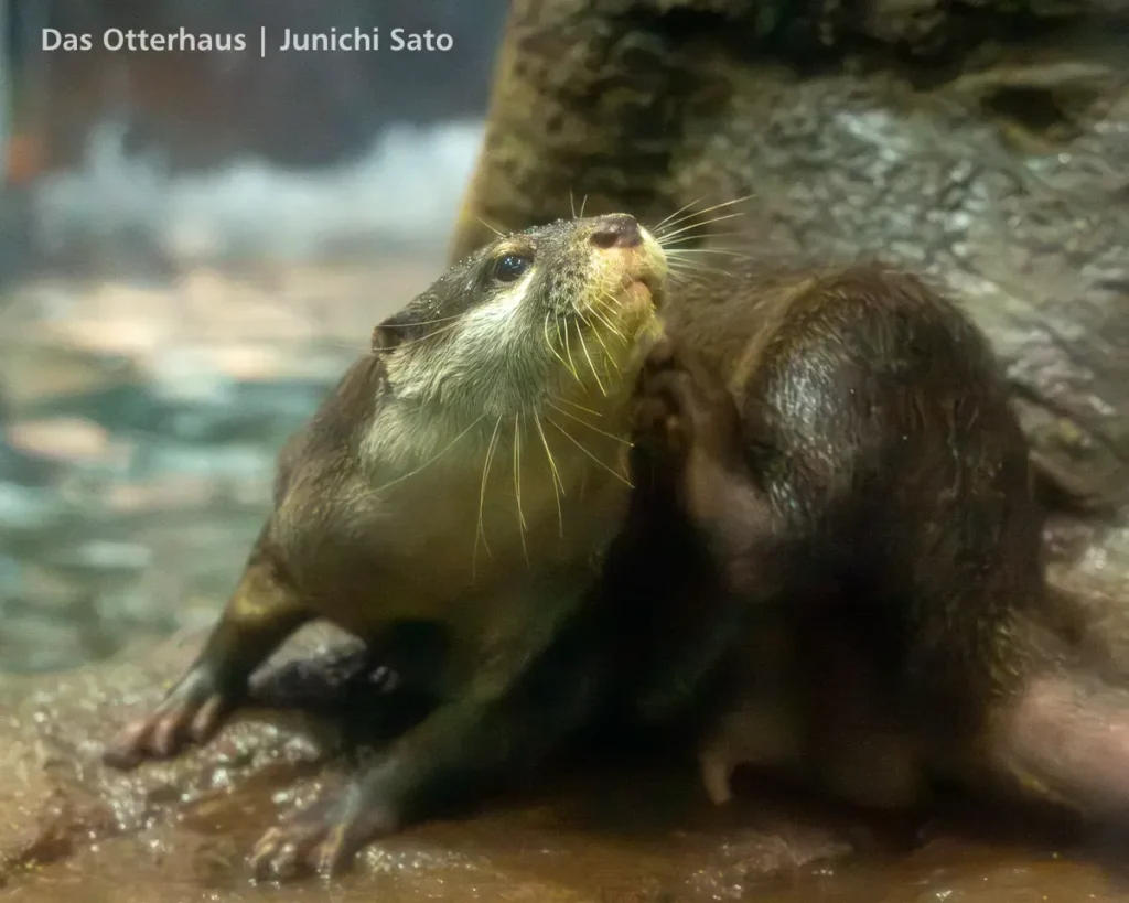 ヨツバとレベッカの頃・のとじま水族館 1707 photo 15