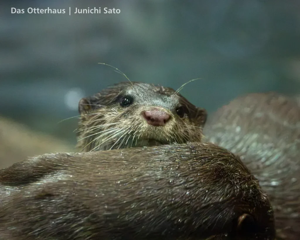 ヨツバとレベッカの頃・のとじま水族館 1707 photo 18
