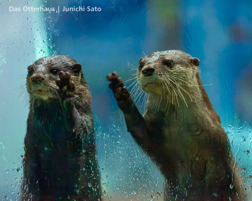 ヨツバとレベッカの頃・のとじま水族館 1707 photo 19