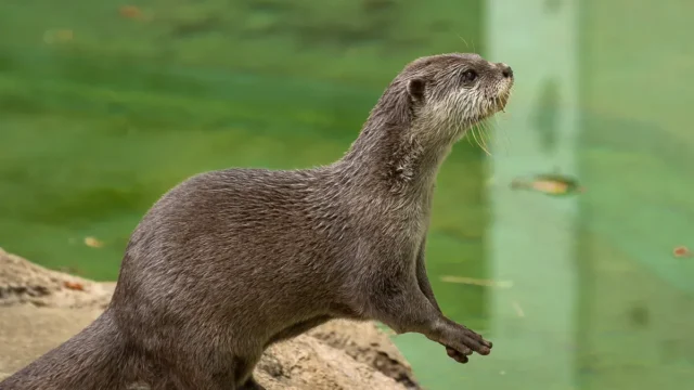千葉市動物公園 2607 photo 10