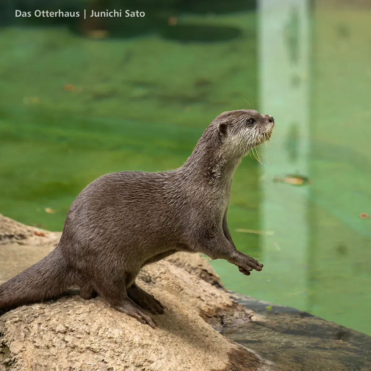 千葉市動物公園のコツメカワウソ、ハラパンが水辺でスタンディングしかけている