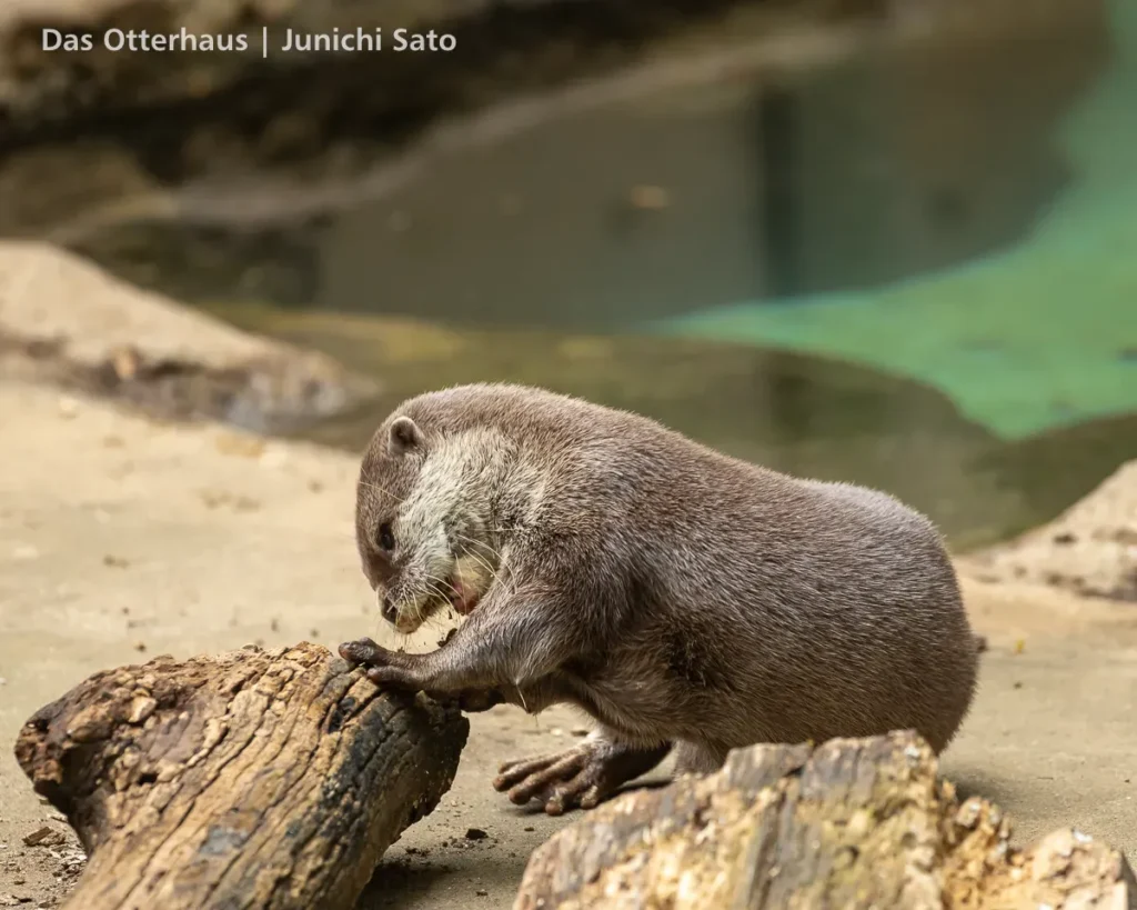 千葉市動物公園 2607 photo 10