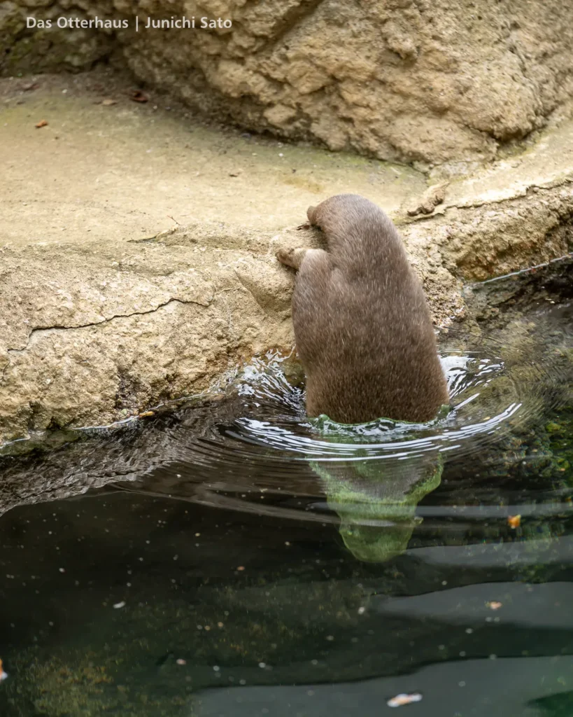 千葉市動物公園 2607 photo 11