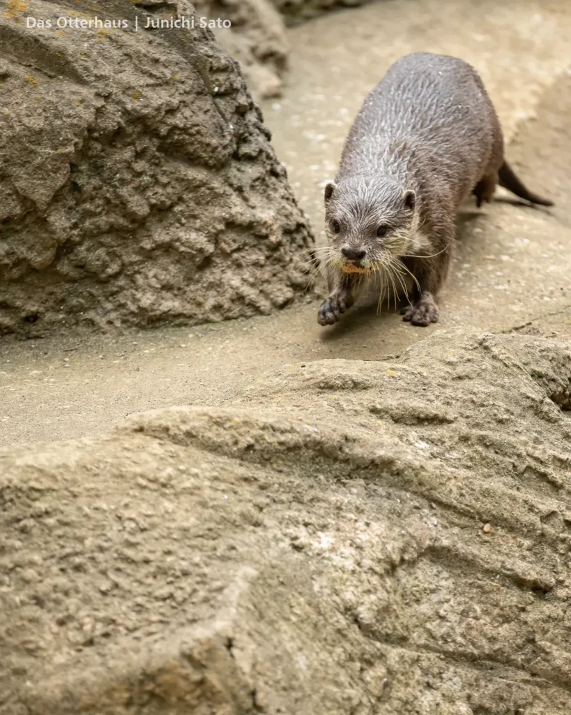 千葉市動物公園 2607 photo 13