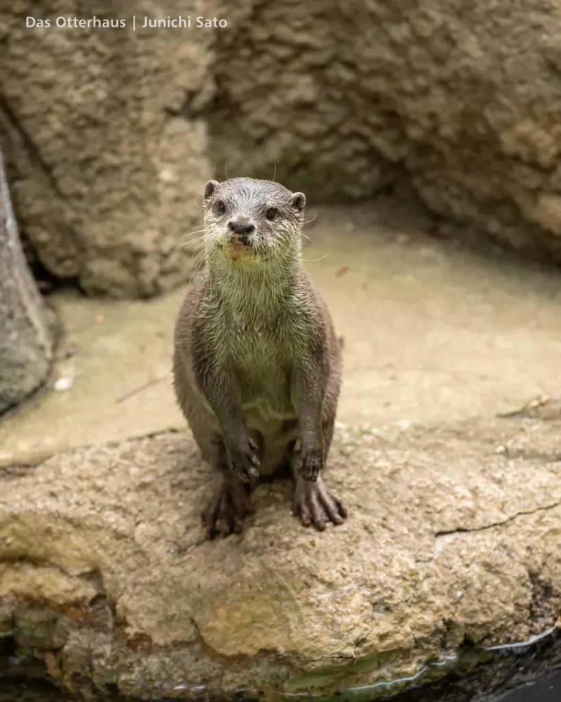千葉市動物公園 2607 photo 14