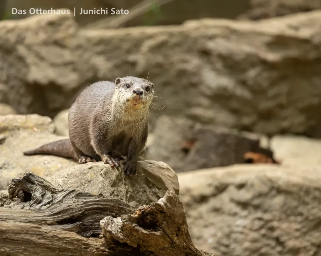 千葉市動物公園 2607 photo 15