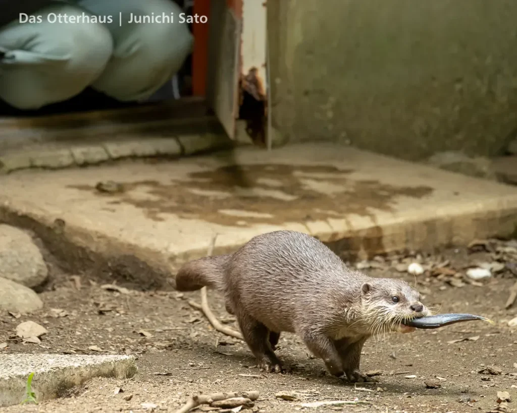 千葉市動物公園 2607 photo 16