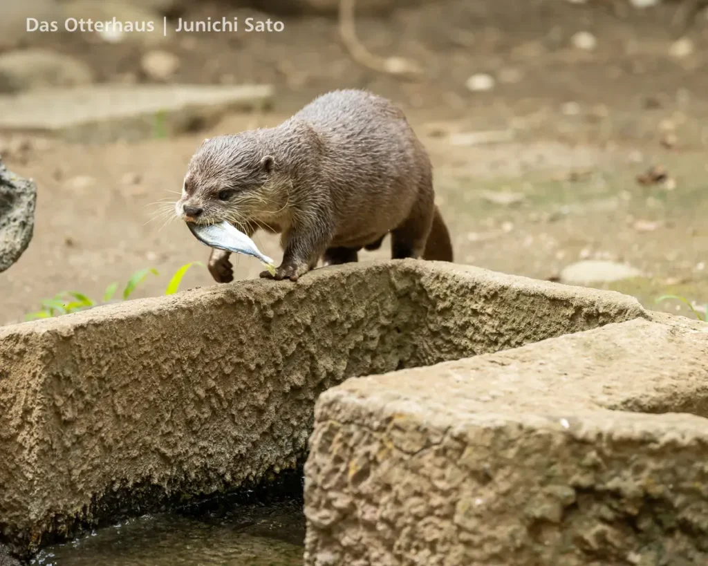 千葉市動物公園 2607 photo 17