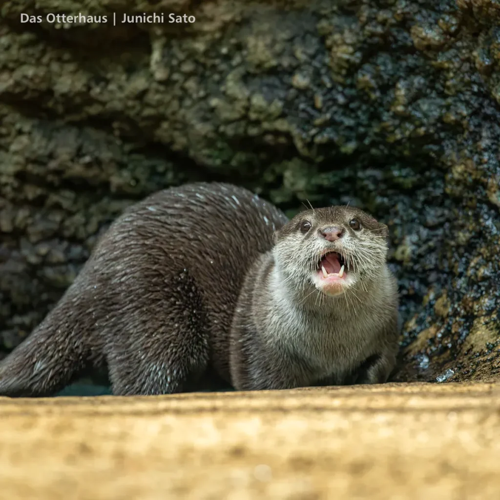 仙台うみの杜水族館のコツメカワウソ、ハピアが口を開けてこちらを見ている。