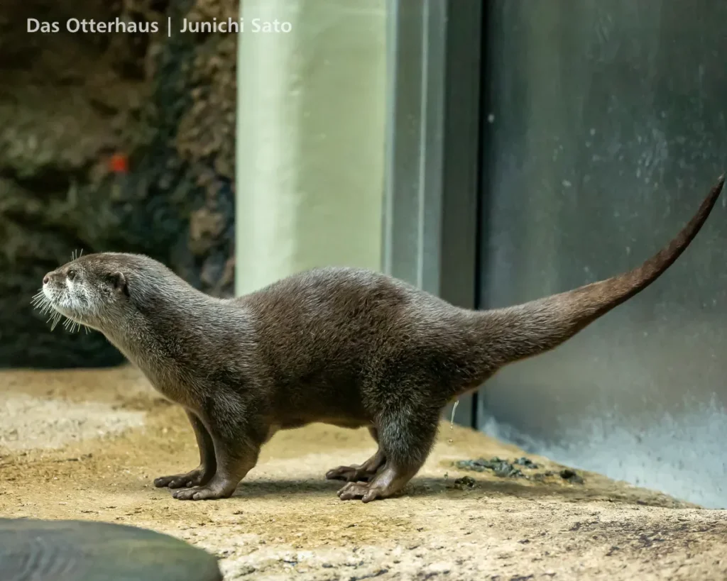 仙台うみの杜水族館 2607 photo 14