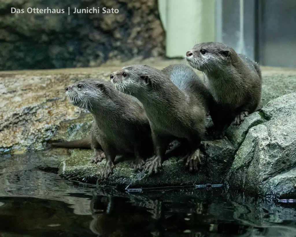仙台うみの杜水族館 2607 photo 15