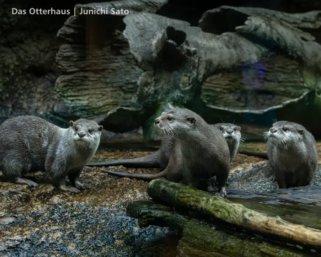 仙台うみの杜水族館 2607 photo 17