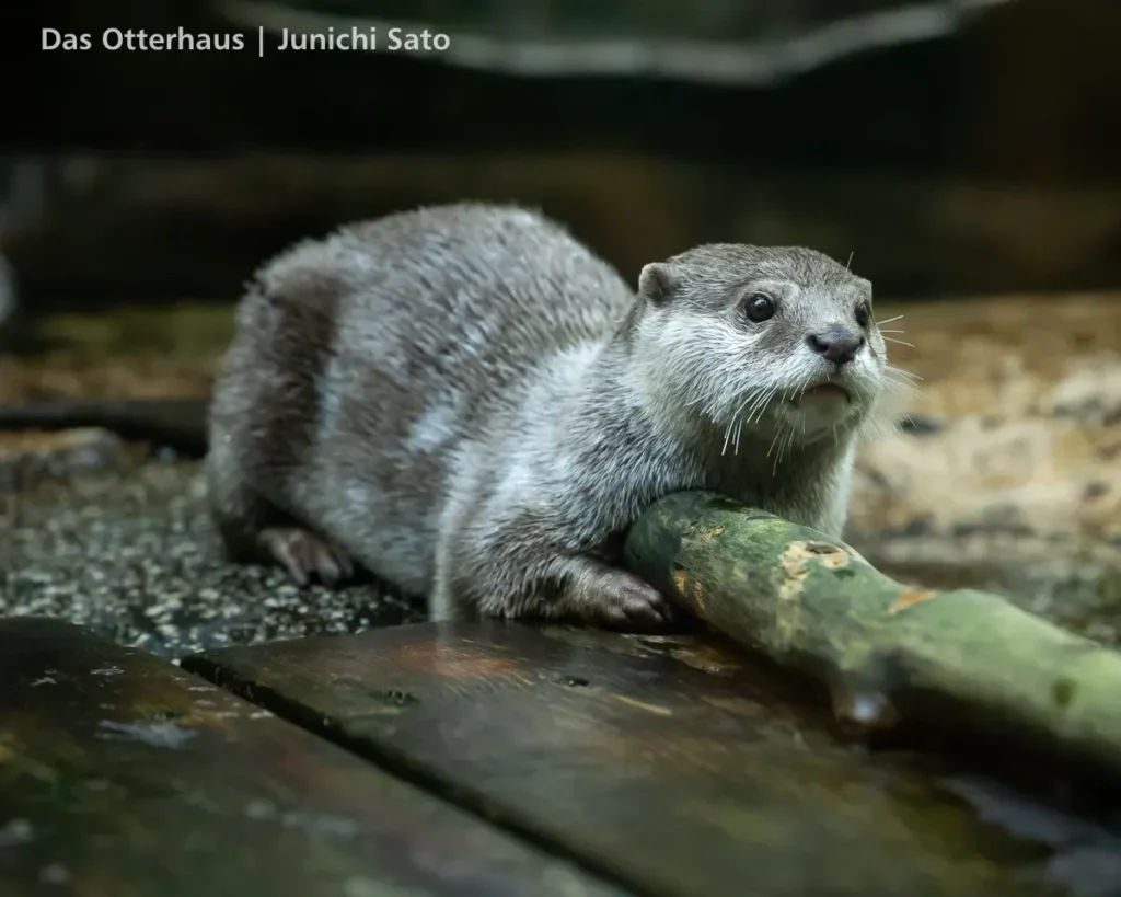 仙台うみの杜水族館 2607 photo 22