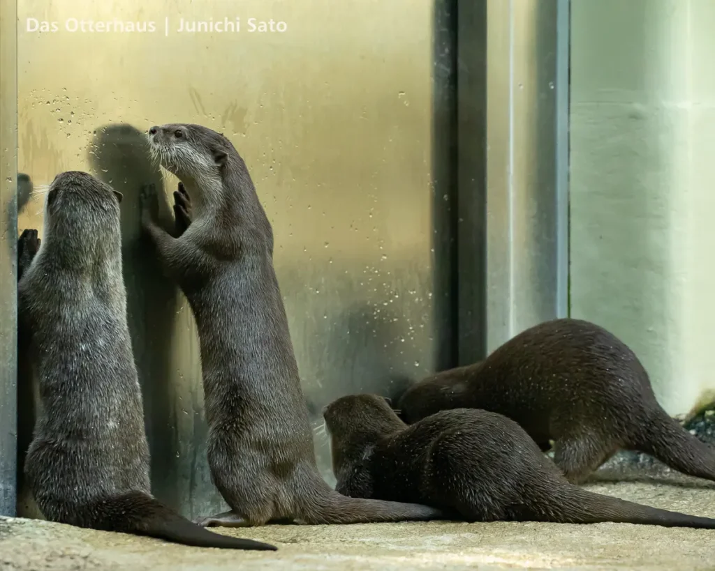 仙台うみの杜水族館 2607 photo 23