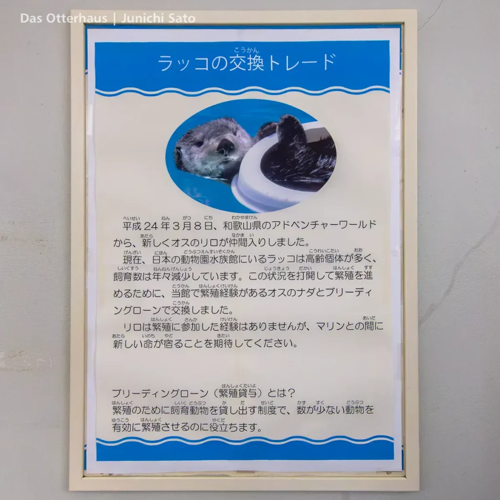 ラッコ発掘・海の中道 1203 25 ラッコ発掘・海の中道 1203 photo 24
