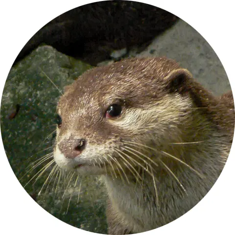Otter icon
