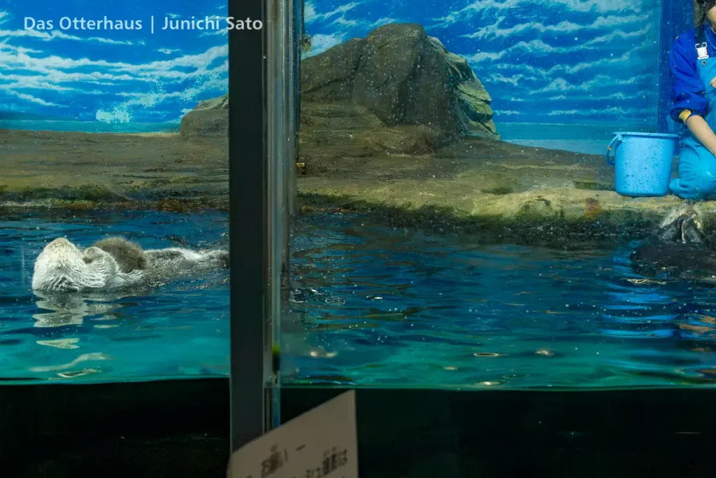 ラッコ発掘・海の中道 1211_3 13 ラッコ発掘・海の中道 1211_3 photo 12