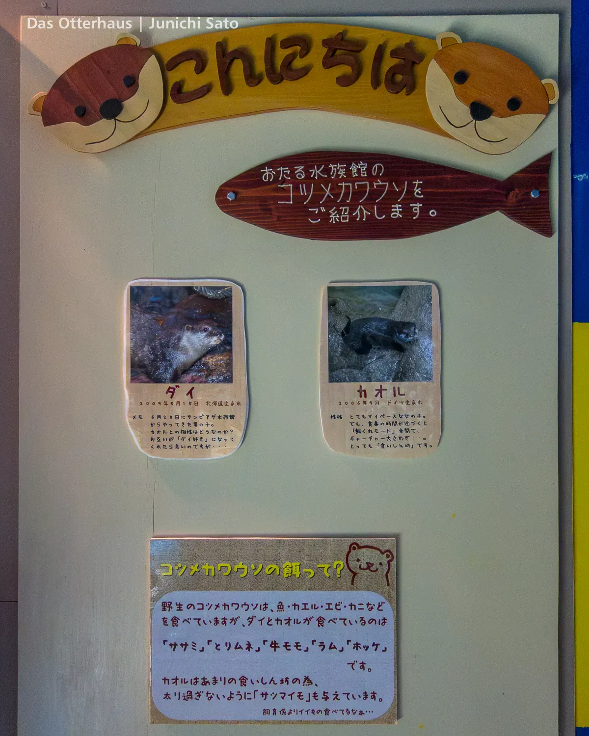 カワウソ発掘・おたる水族館 1305 photo 25