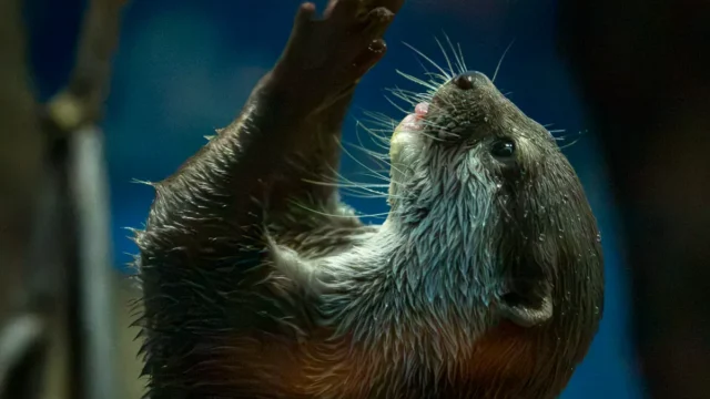 カワウソ発掘・おたる水族館 1305 photo 9