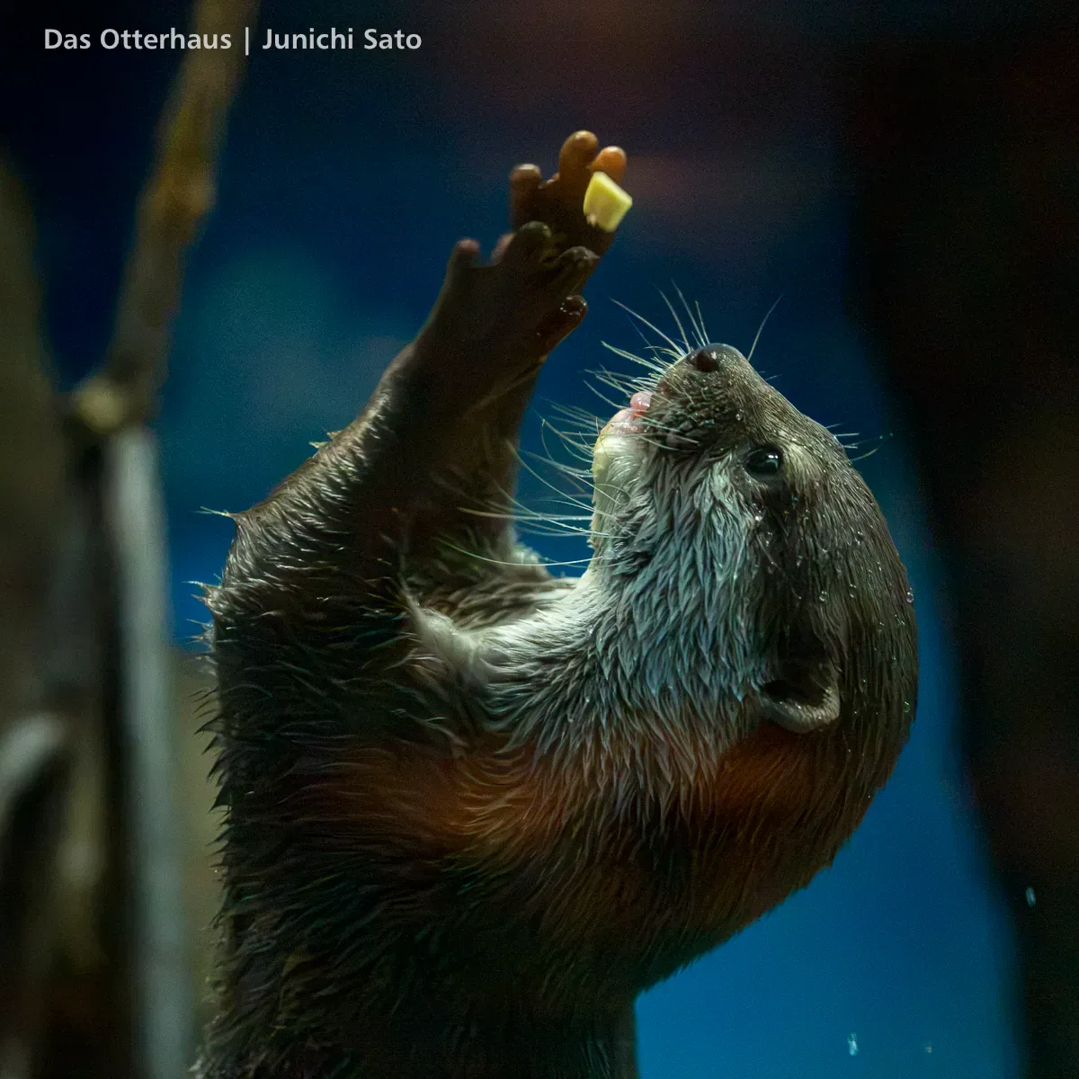 カワウソ発掘・おたる水族館 1305 photo 32