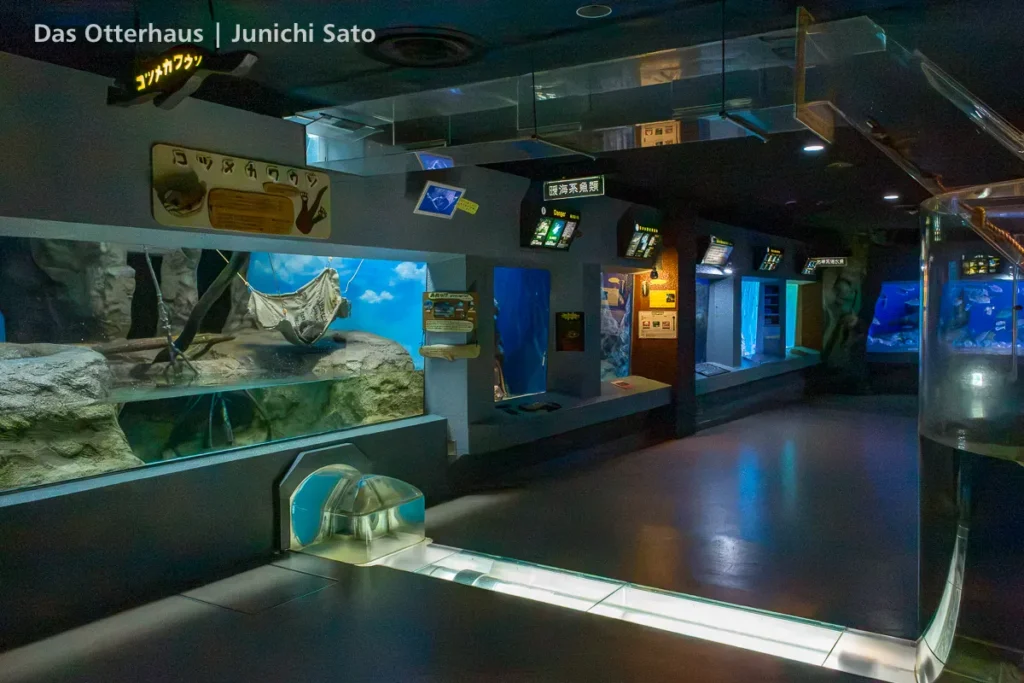 カワウソ発掘・おたる水族館 1305 photo 10