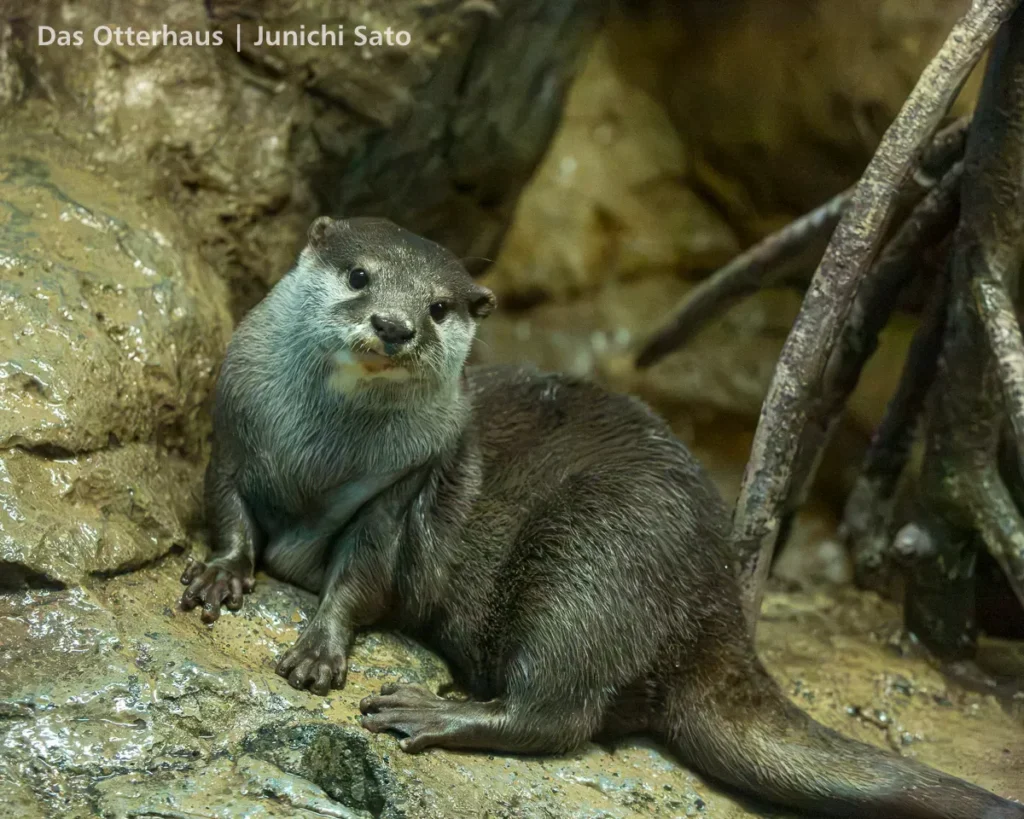 カワウソ発掘・おたる水族館 1305 photo 11