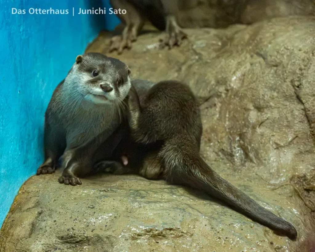 カワウソ発掘・おたる水族館 1305 photo 14