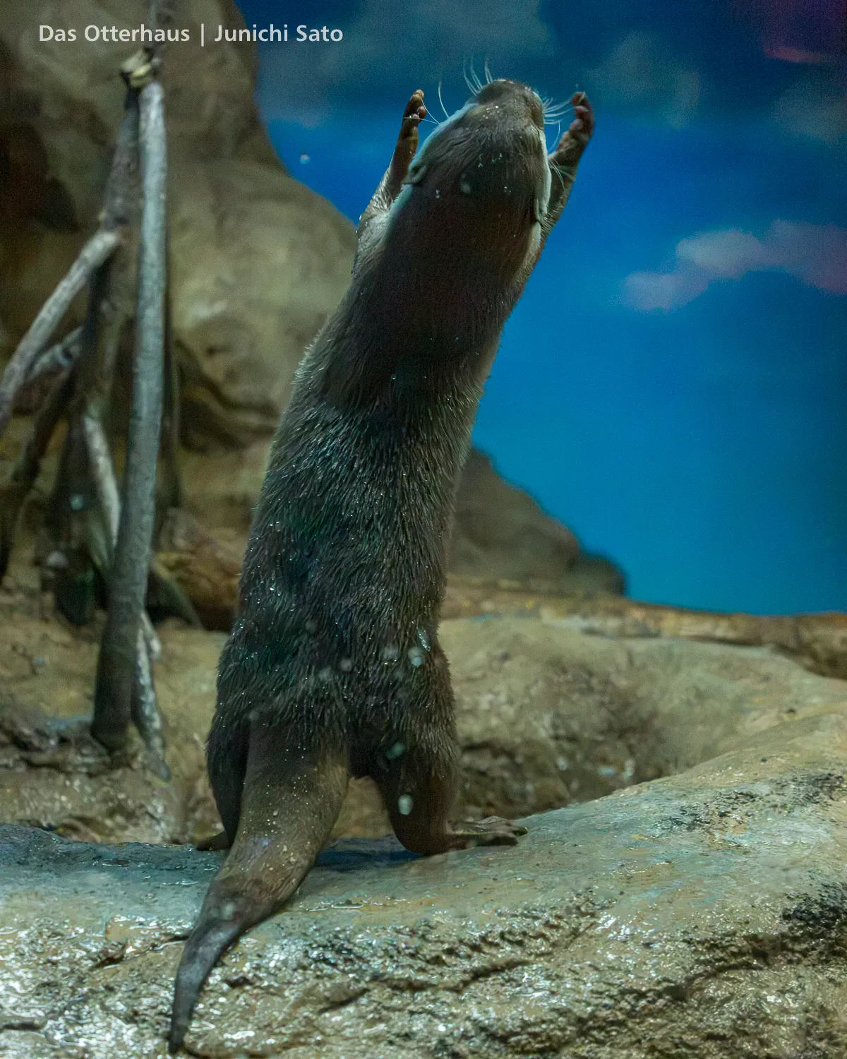 カワウソ発掘・おたる水族館 1305 photo 16