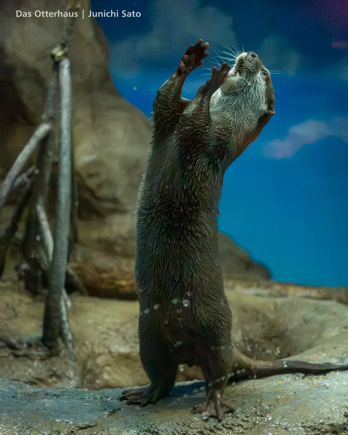 カワウソ発掘・おたる水族館 1305 photo 17