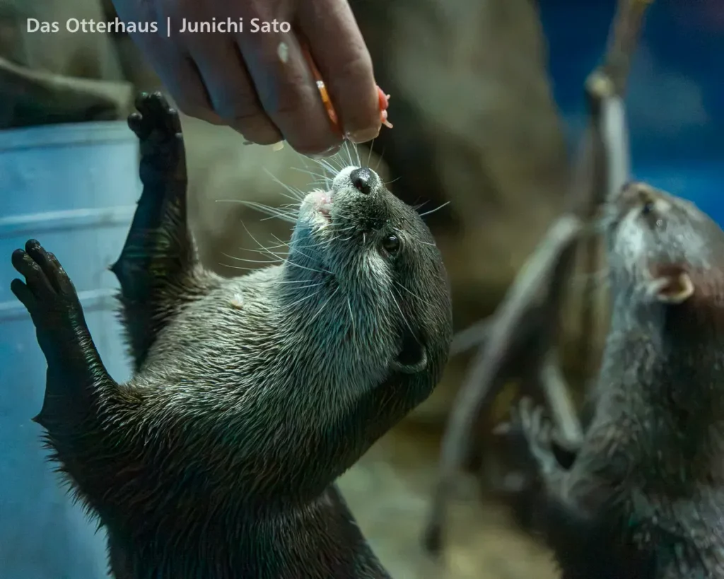 カワウソ発掘・おたる水族館 1305 photo 18