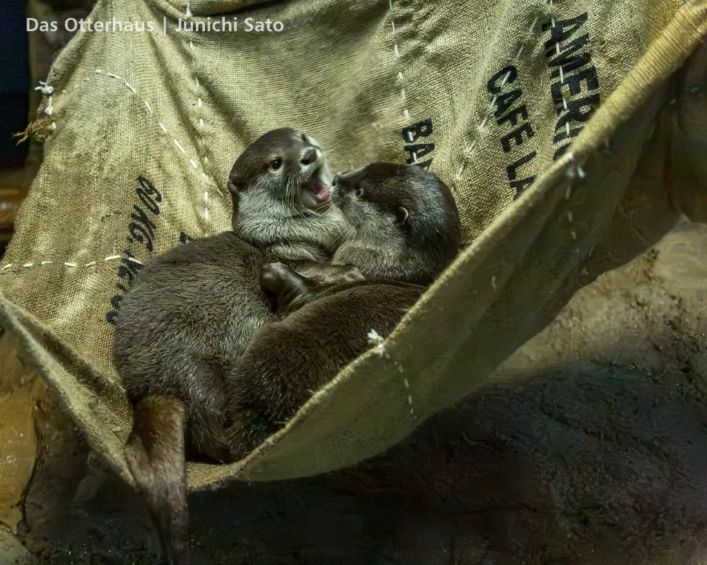 カワウソ発掘・おたる水族館 1305 photo 19