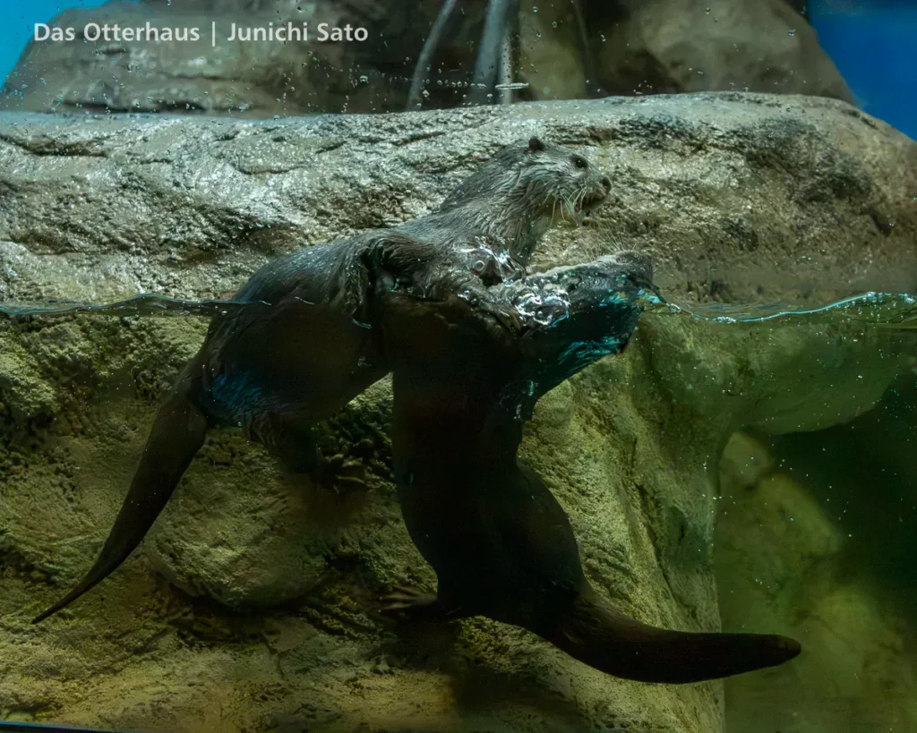 カワウソ発掘・おたる水族館 1305 photo 20