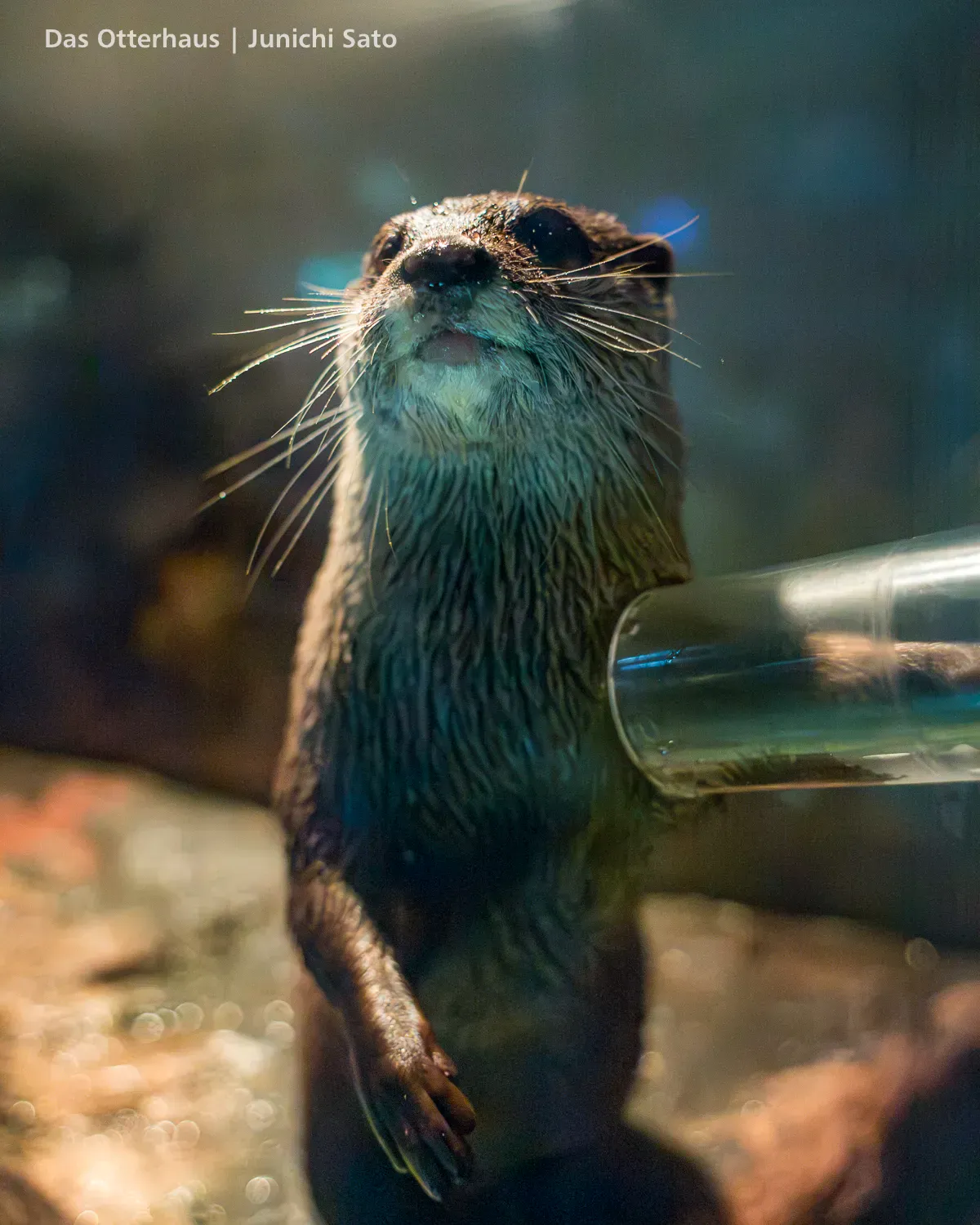 カワウソ発掘・おたる水族館 1305 photo 22