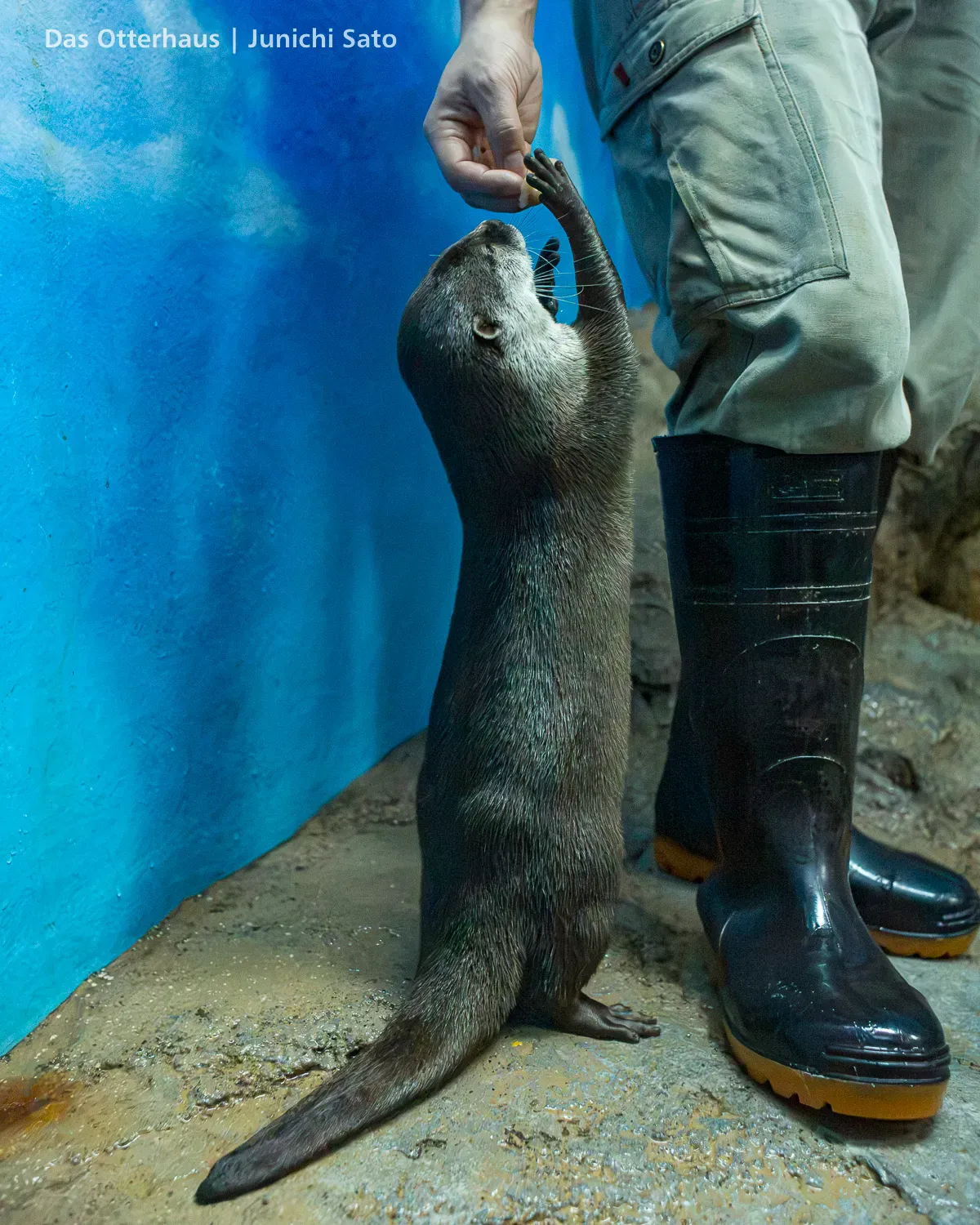 カワウソ発掘・おたる水族館 1305 photo 23