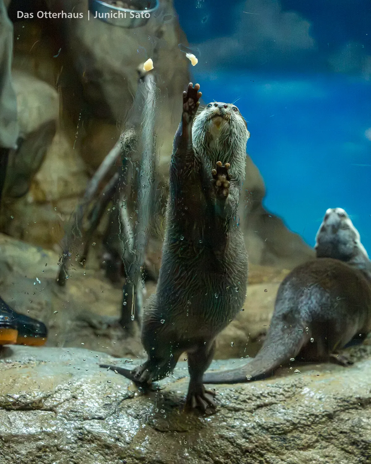 カワウソ発掘・おたる水族館 1305 photo 24