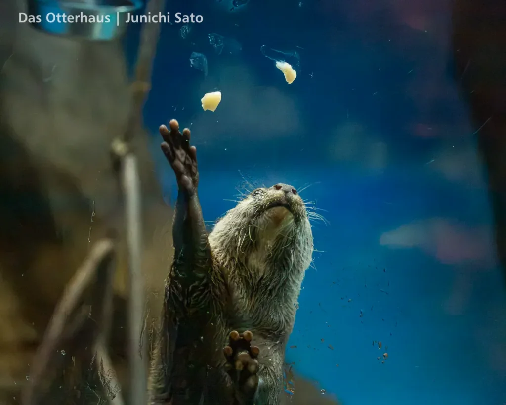 カワウソ発掘・おたる水族館 1305 photo 26