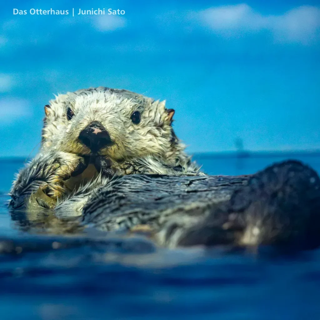 ラッコ発掘・サンシャイン水族館 1302 8 ラッコ発掘・サンシャイン水族館 1302 photo 7
