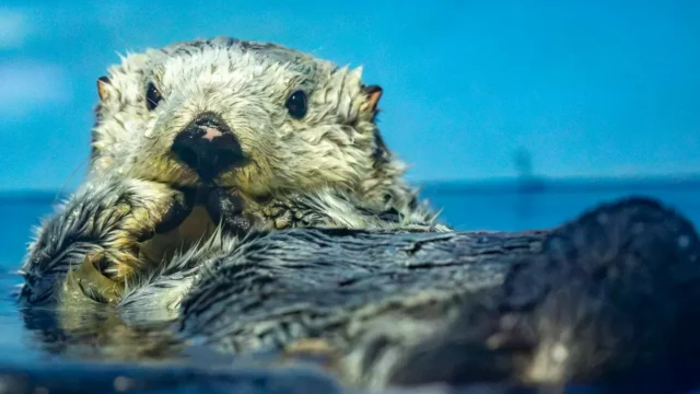 ラッコ発掘・サンシャイン水族館 1302 photo 27