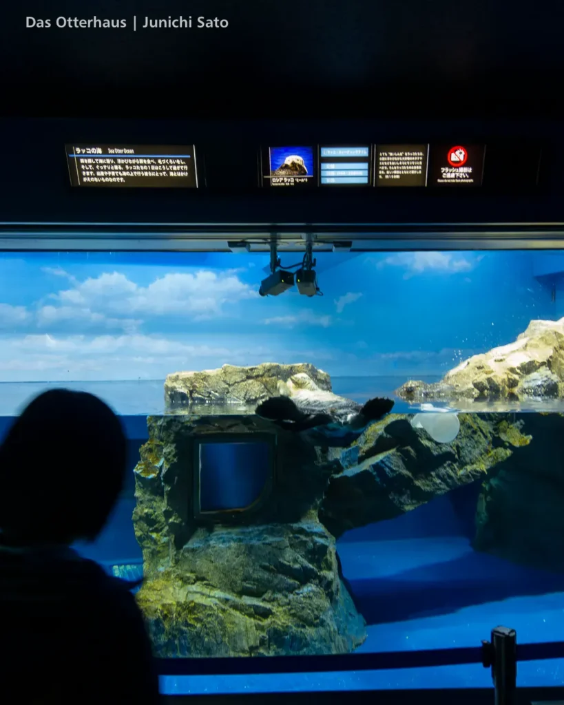 ラッコ発掘・サンシャイン水族館 1302 10 ラッコ発掘・サンシャイン水族館 1302 photo 9