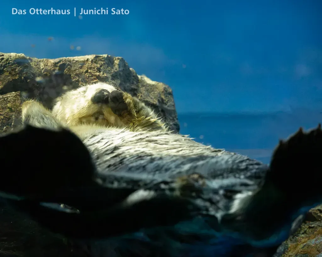 ラッコ発掘・サンシャイン水族館 1302 11 ラッコ発掘・サンシャイン水族館 1302 photo 10