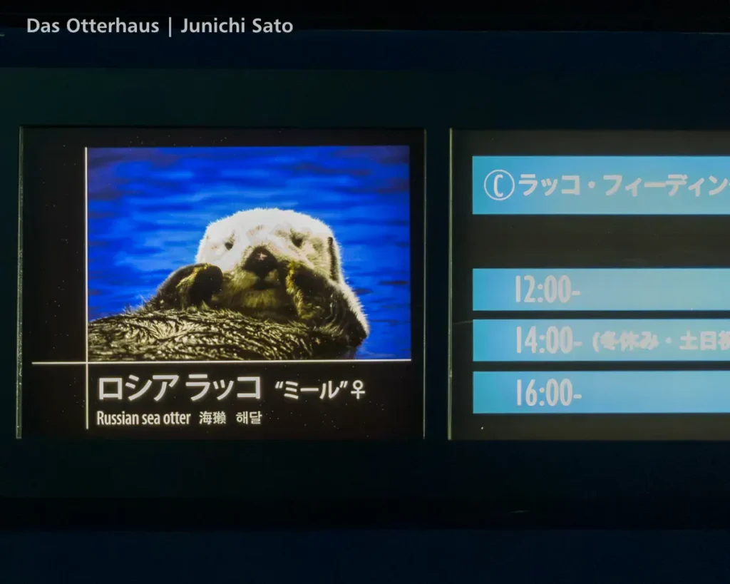 ラッコ発掘・サンシャイン水族館 1302 12 ラッコ発掘・サンシャイン水族館 1302 photo 11